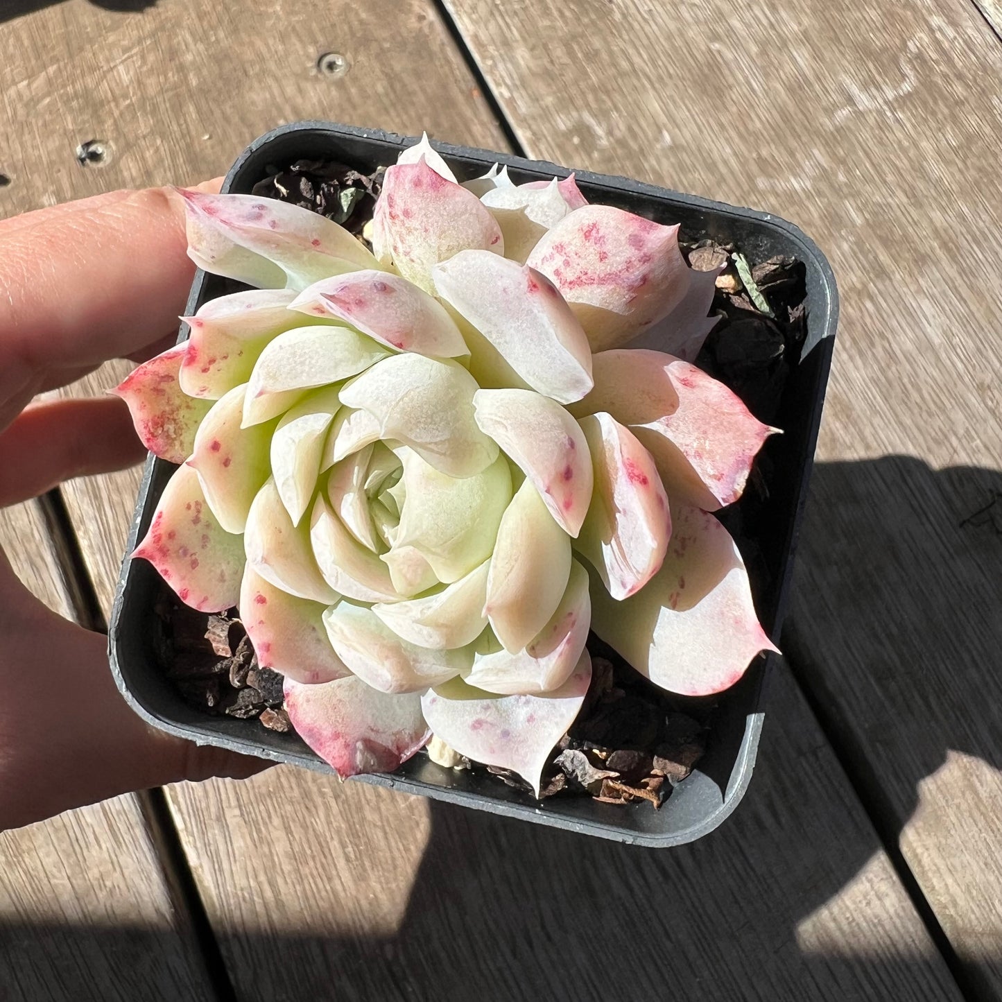 0705 Echeveria Xichu