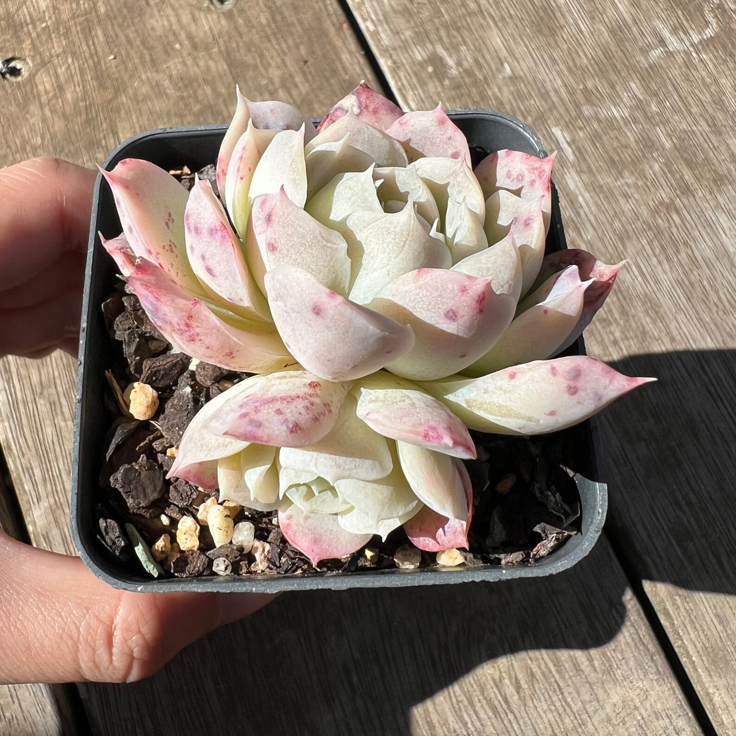 0705 Echeveria Xichu