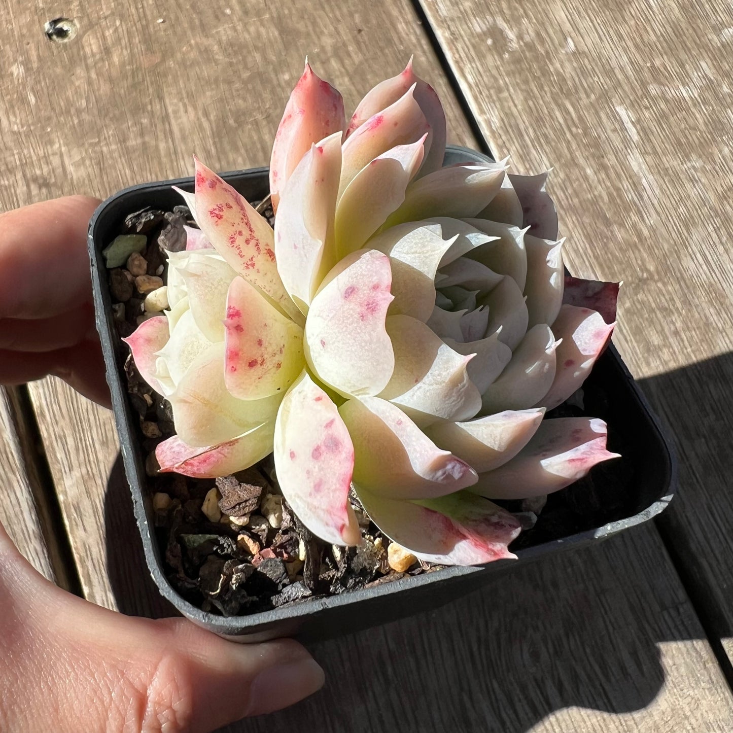 0705 Echeveria Xichu