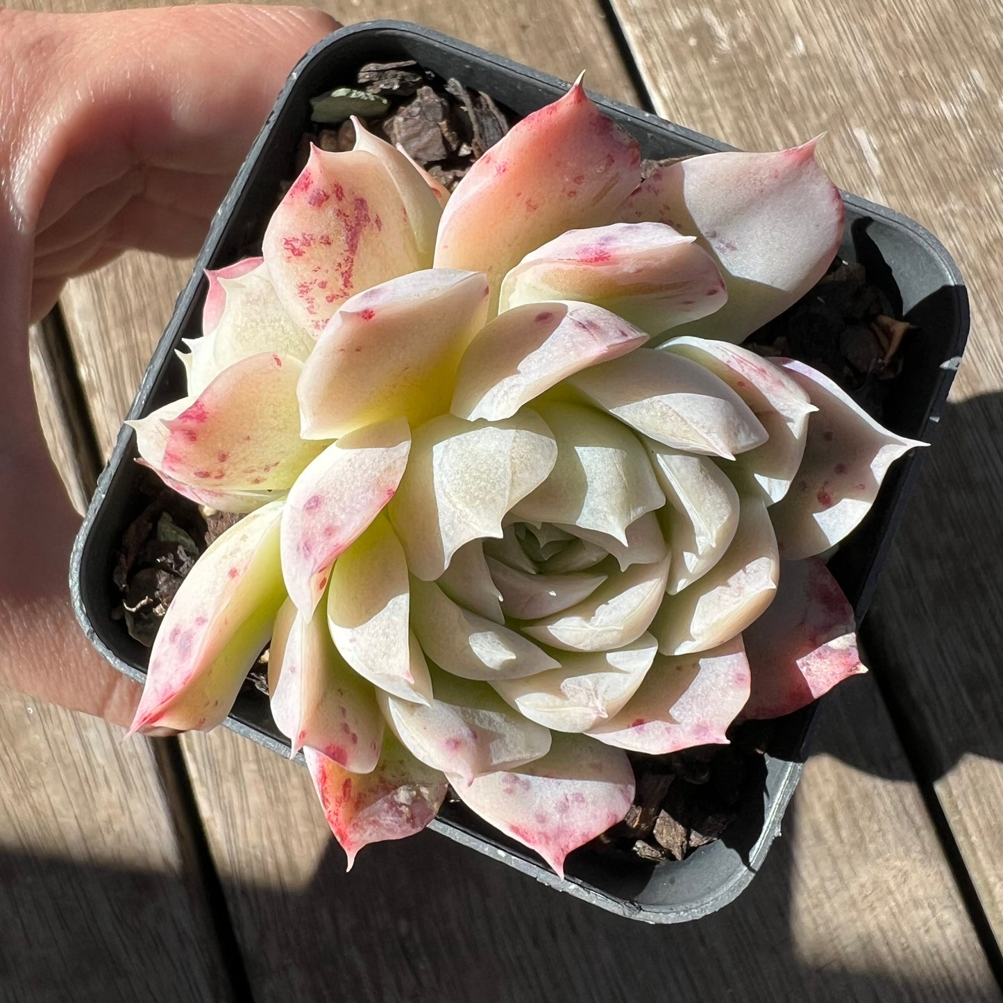 0705 Echeveria Xichu