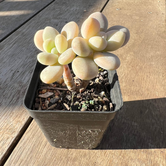 0705 Graptosedum Miul