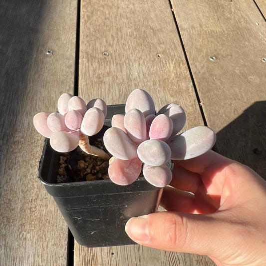 0705 Pachyphytum 'Egg Tart'