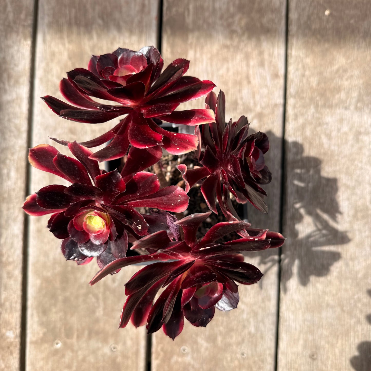 0710 Aeonium Super Bang (Multi)