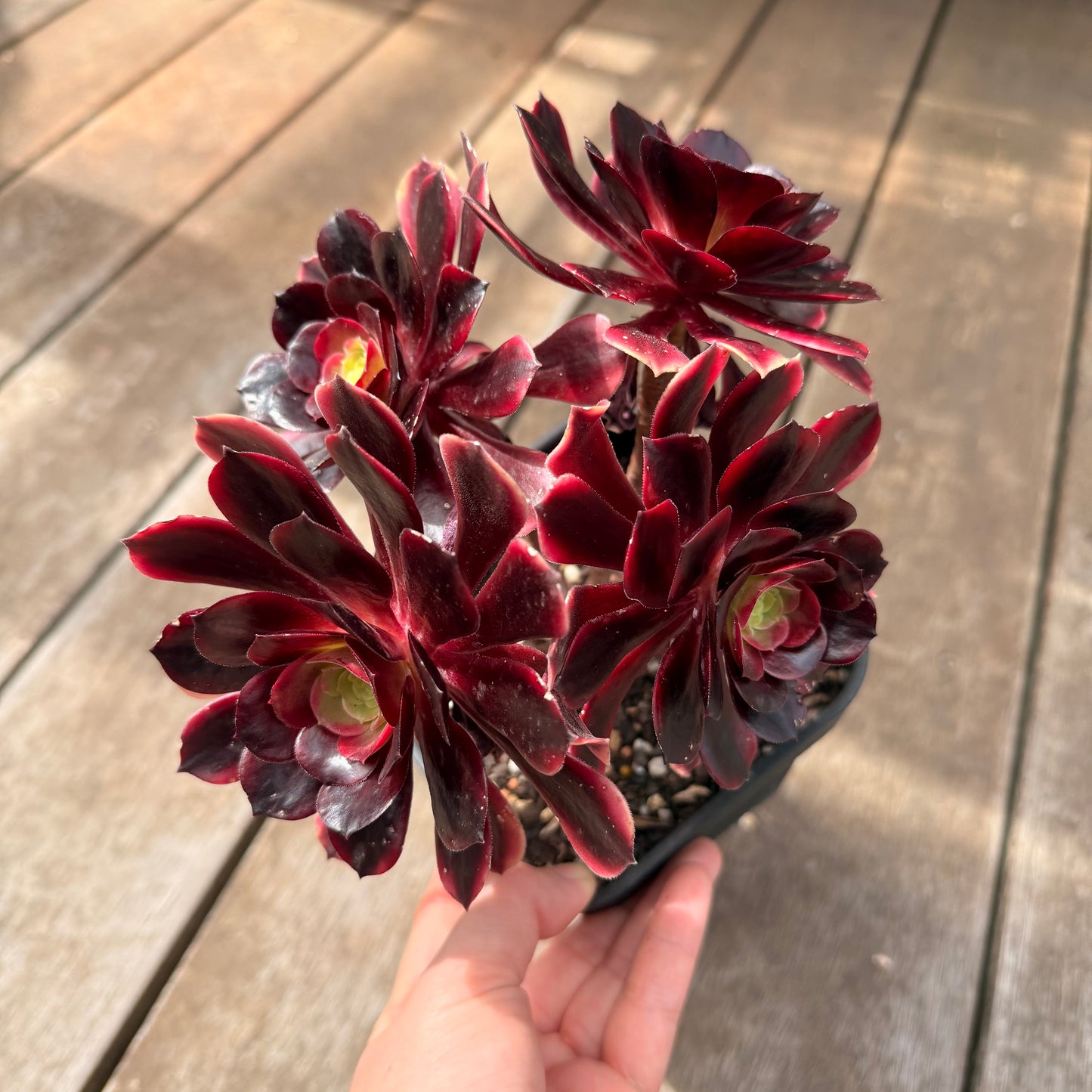 0710 Aeonium Super Bang (Multi)