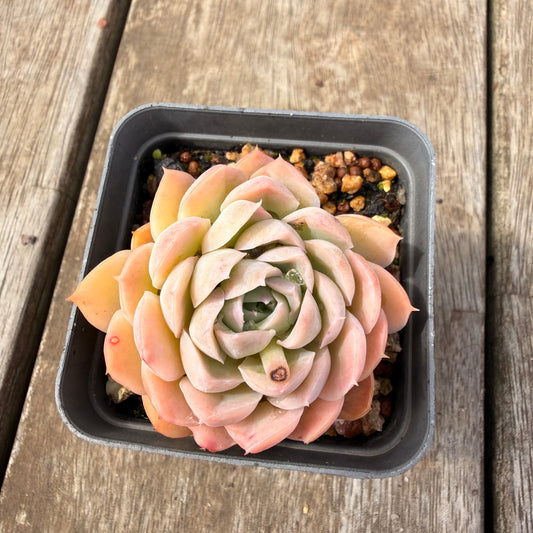 0710 Echeveria Elegans 'Ice Lotus'