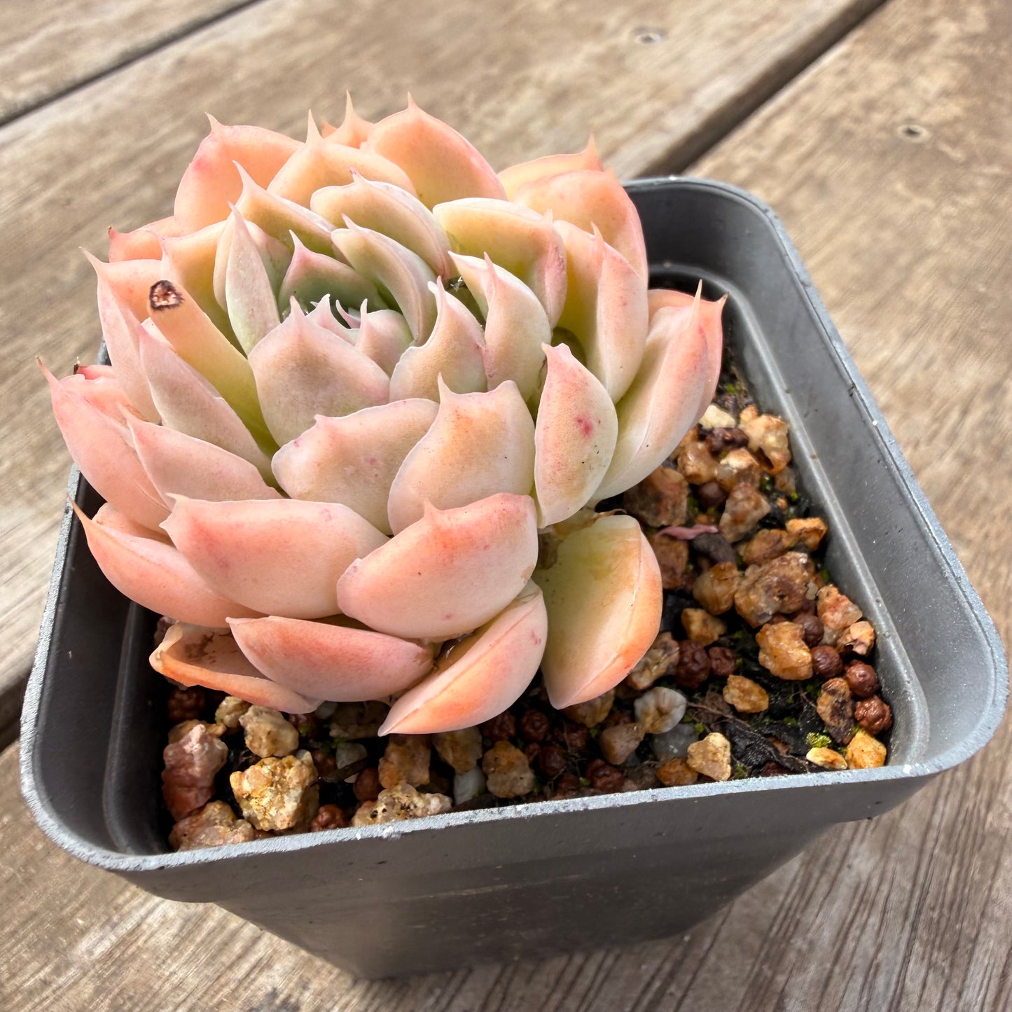 0710 Echeveria Elegans 'Ice Lotus'