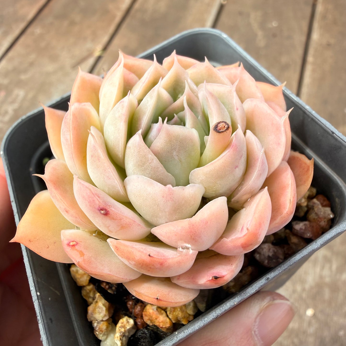 0710 Echeveria Elegans 'Ice Lotus'