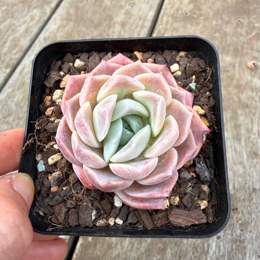 0710 Echeveria Everhart