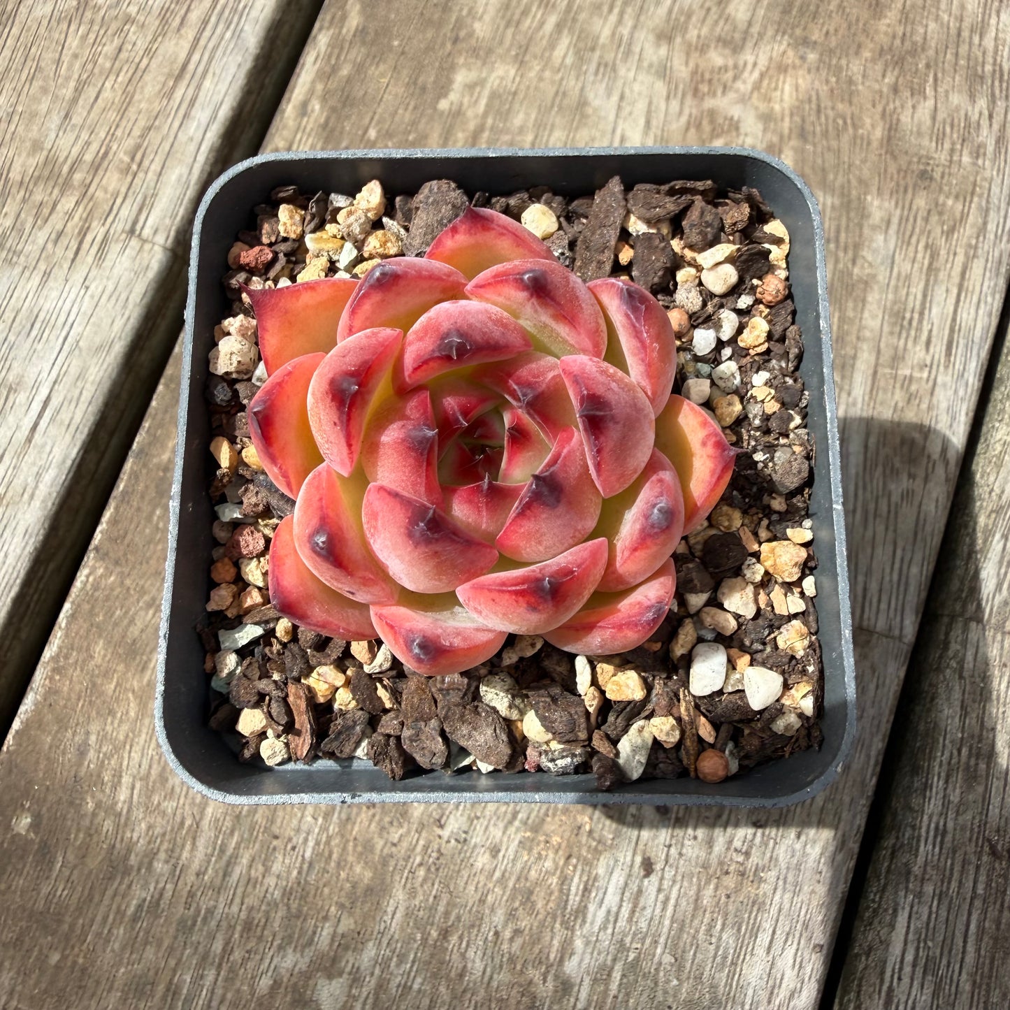 0710 Echeveria Fire Pillar