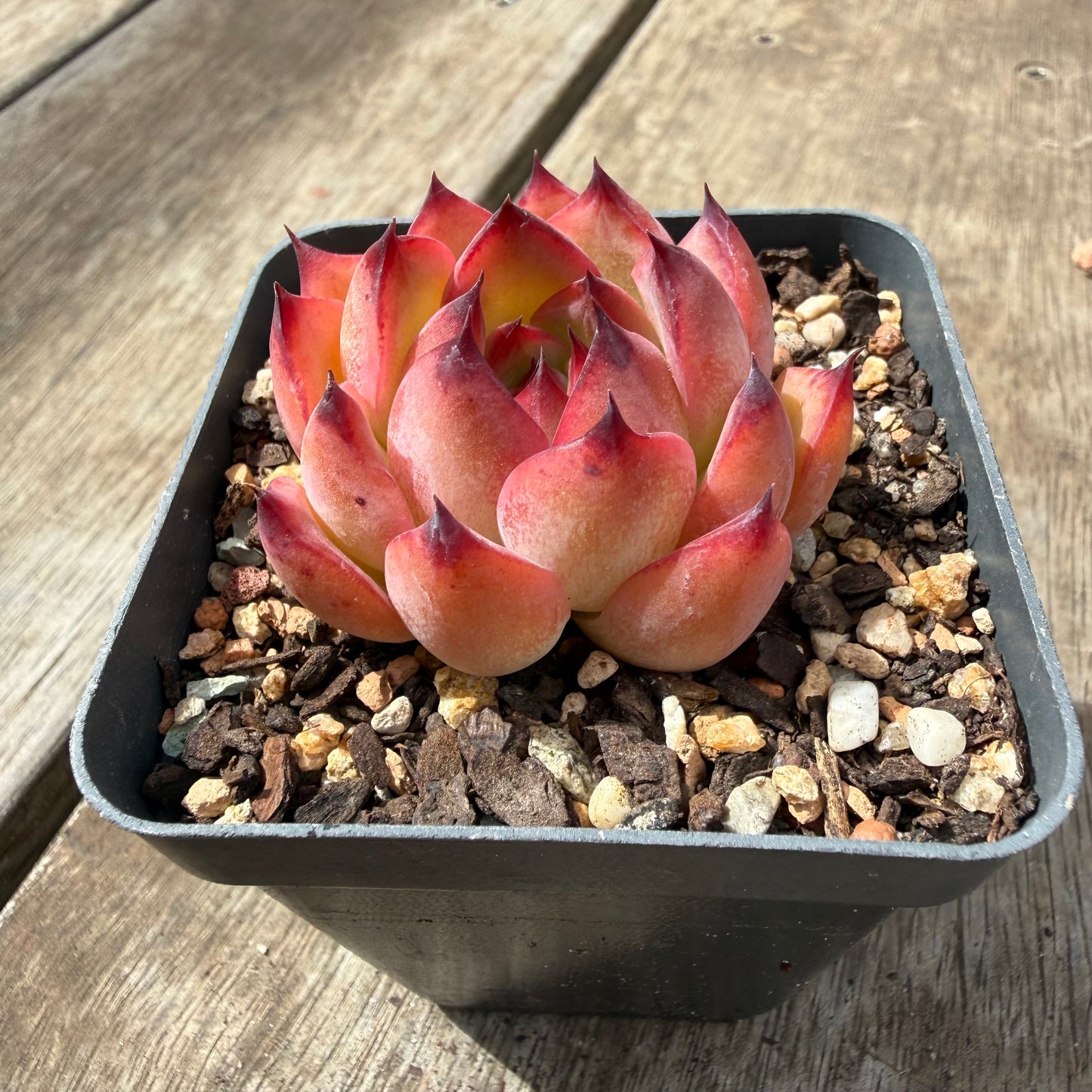 0710 Echeveria Fire Pillar