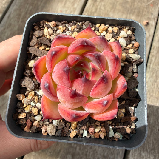 0710 Echeveria Fire Pillar