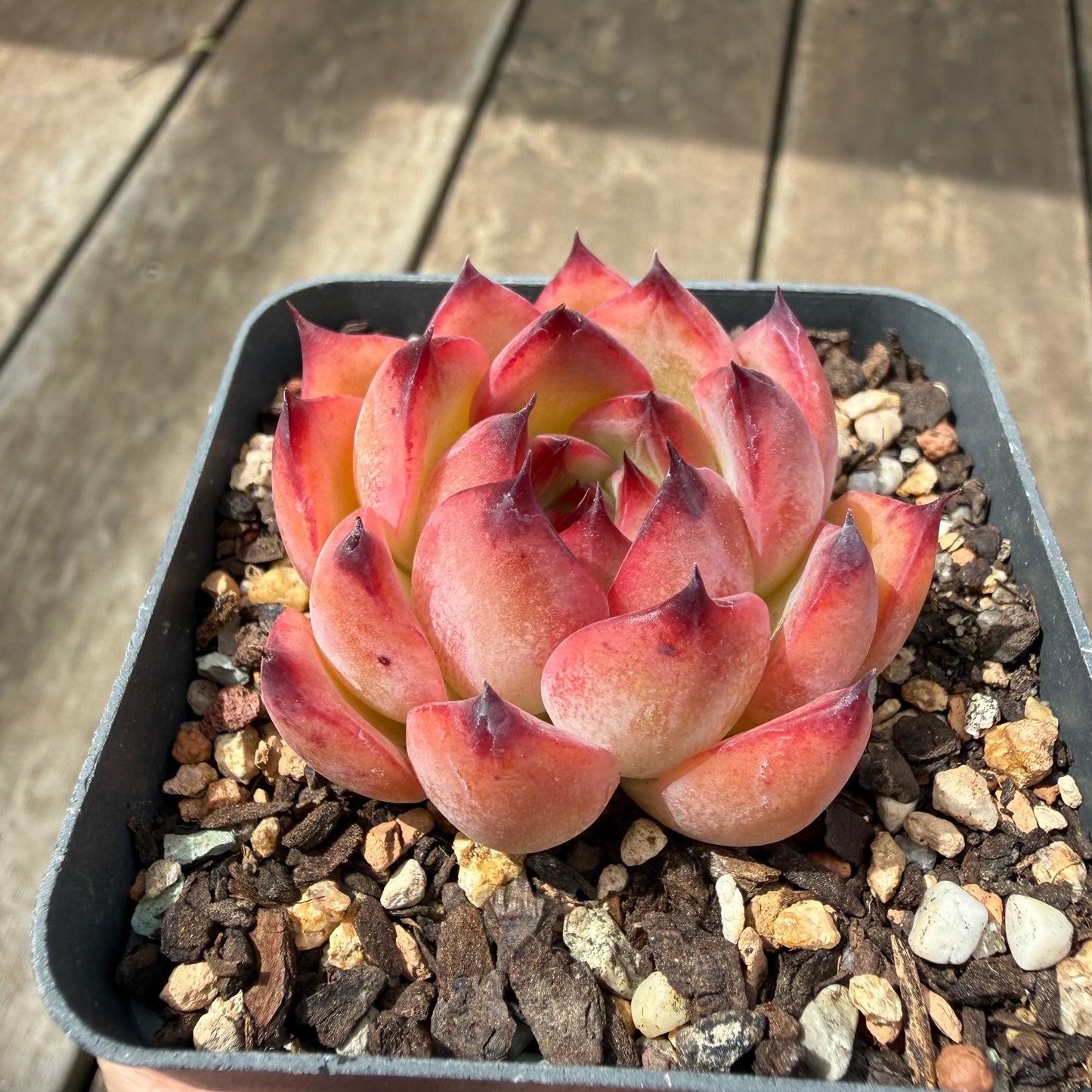 0710 Echeveria Fire Pillar