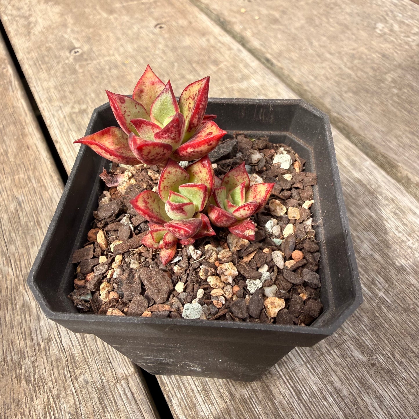 0710 Echeveria Longissima x Tacitus Bellus