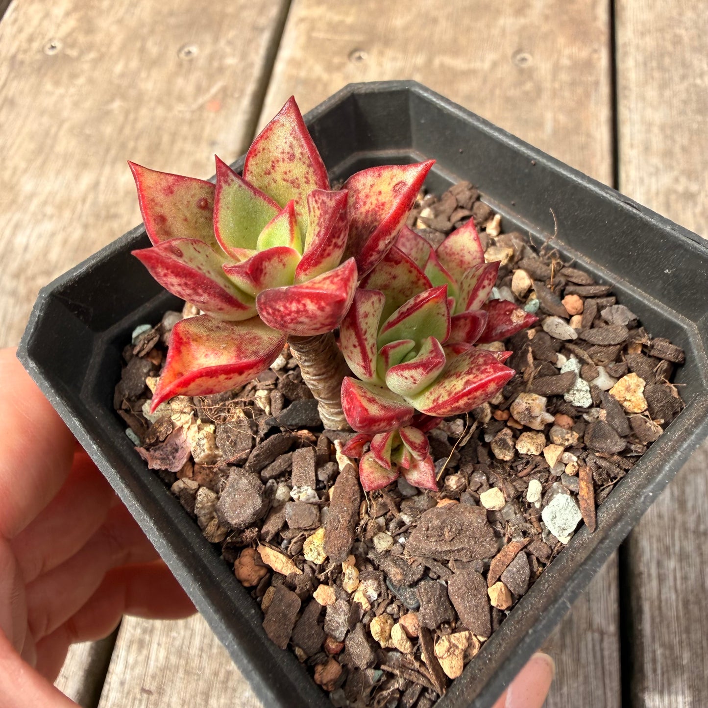 0710 Echeveria Longissima x Tacitus Bellus