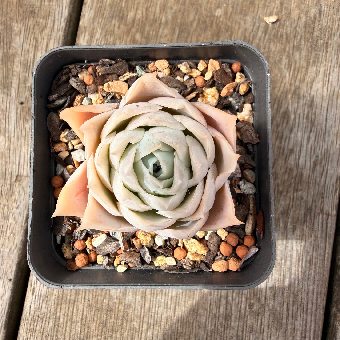 0710 Echeveria Lucy