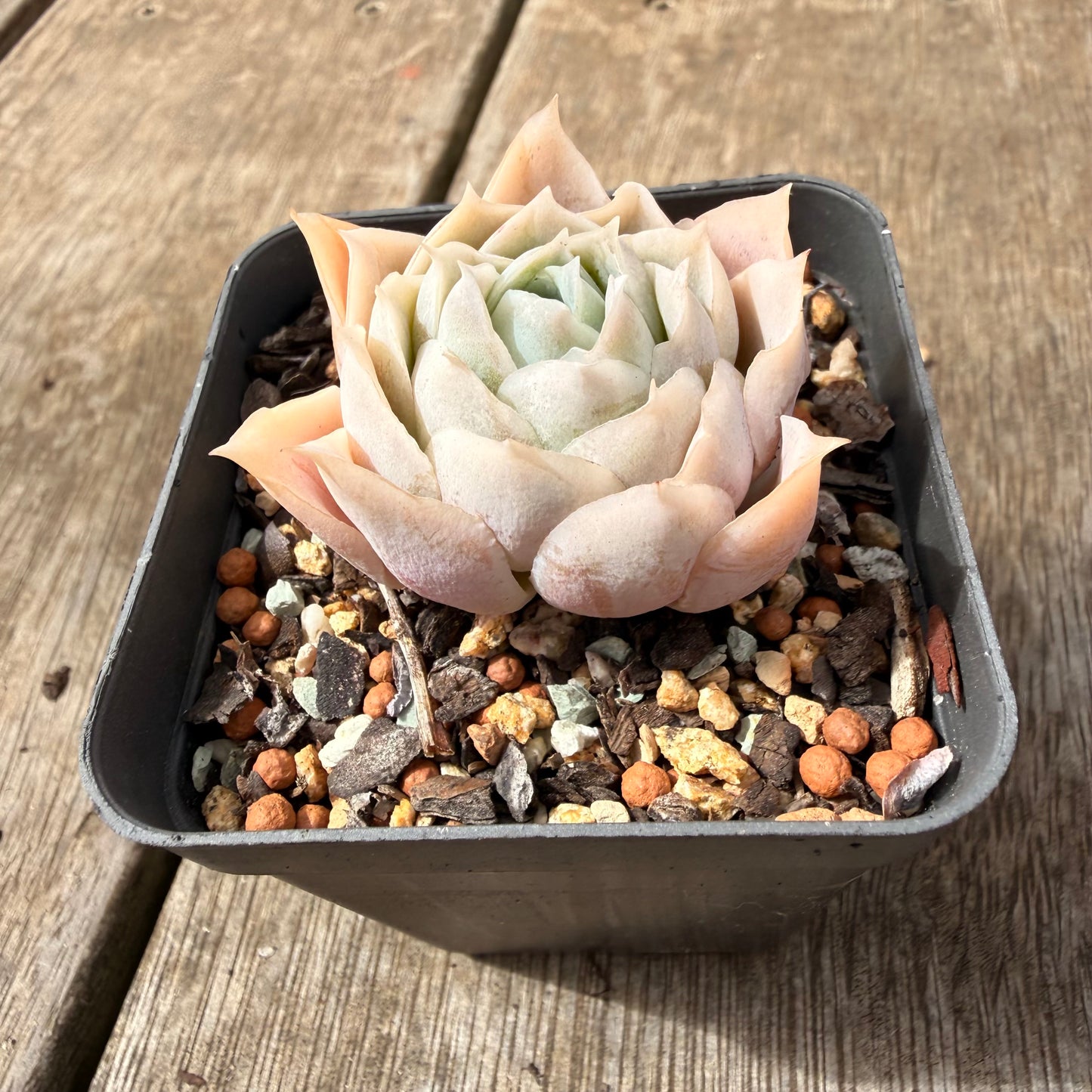 0710 Echeveria Lucy