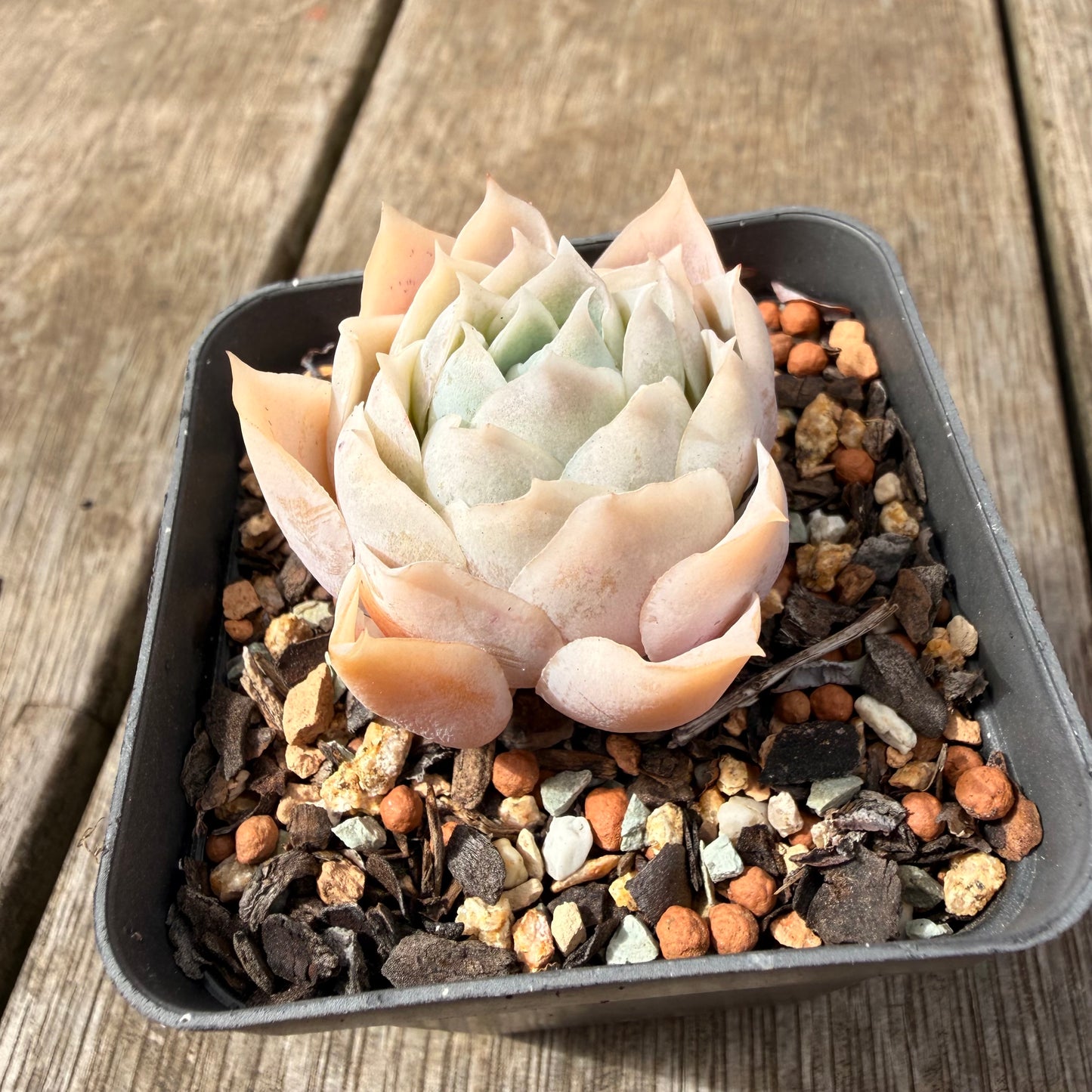 0710 Echeveria Lucy