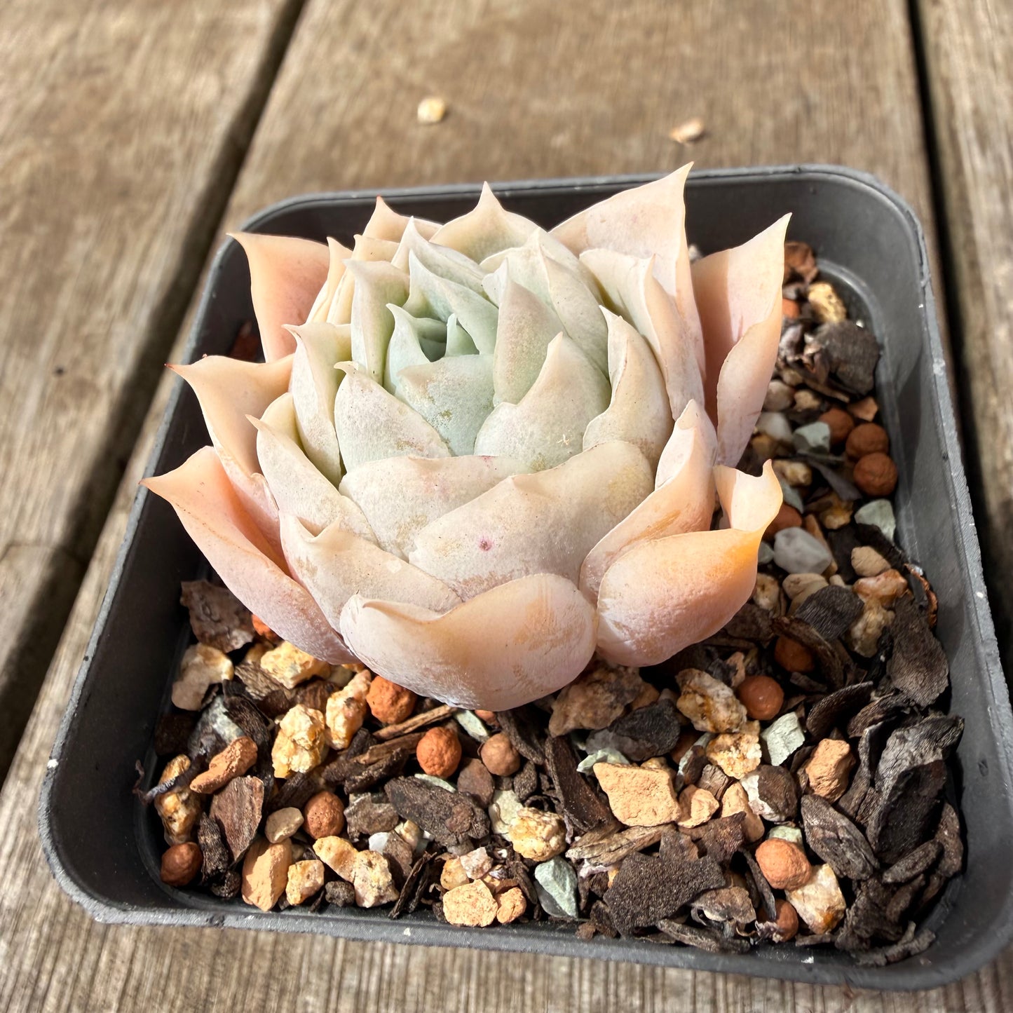 0710 Echeveria Lucy