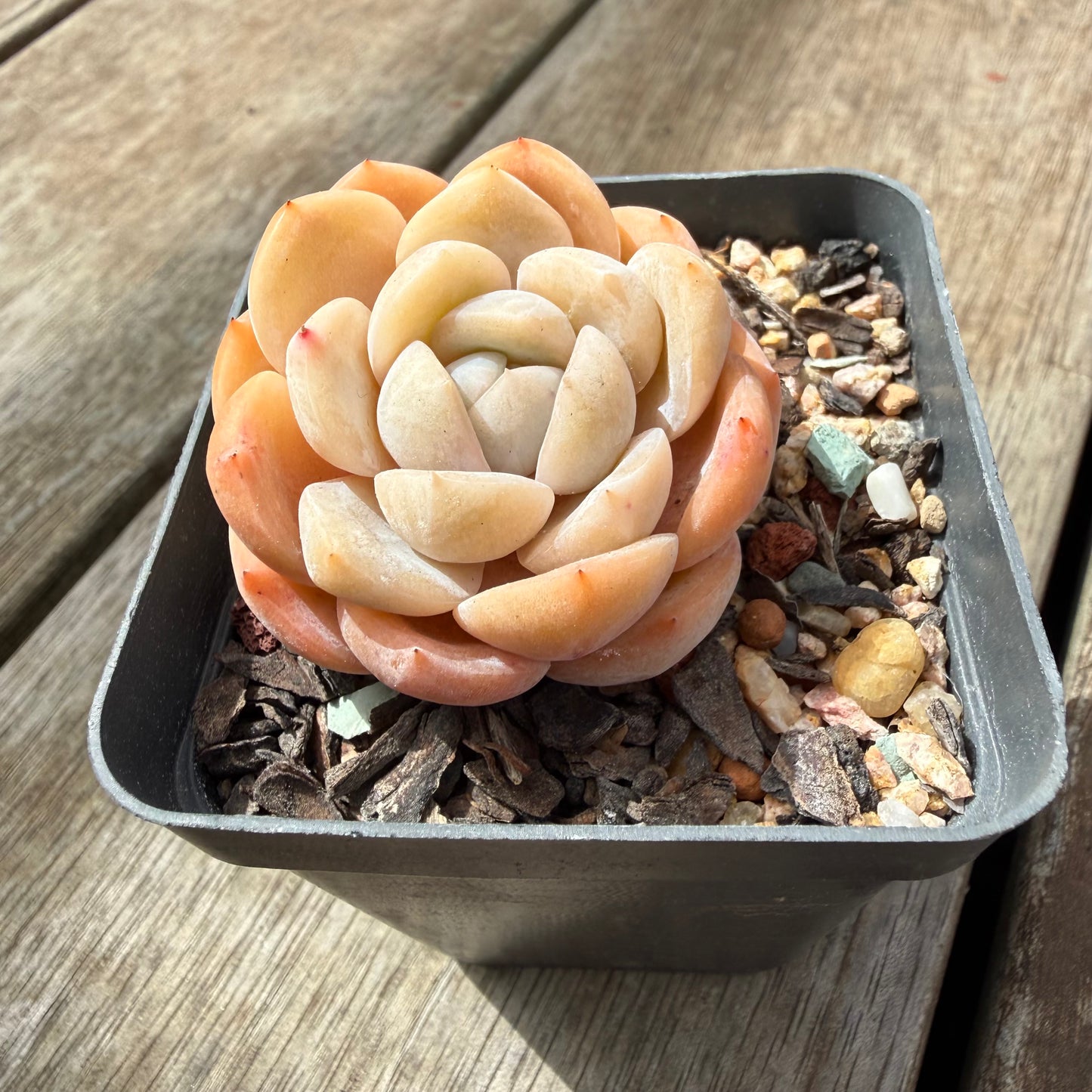 0710 Echeveria Monroe 'Tangerine Candy'