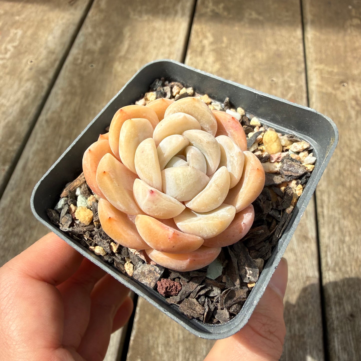 0710 Echeveria Monroe 'Tangerine Candy'