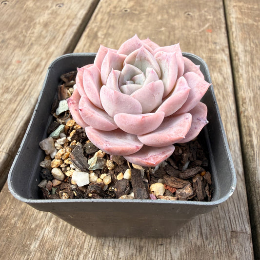 0710 Echeveria Pink Rose Sp.