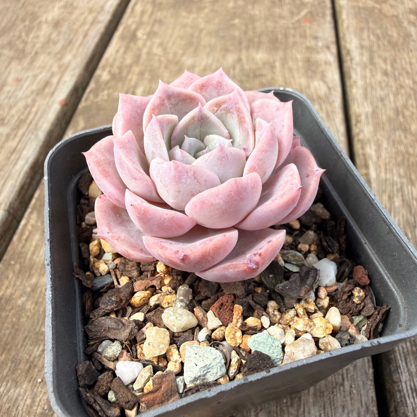 0710 Echeveria Pink Rose Sp.