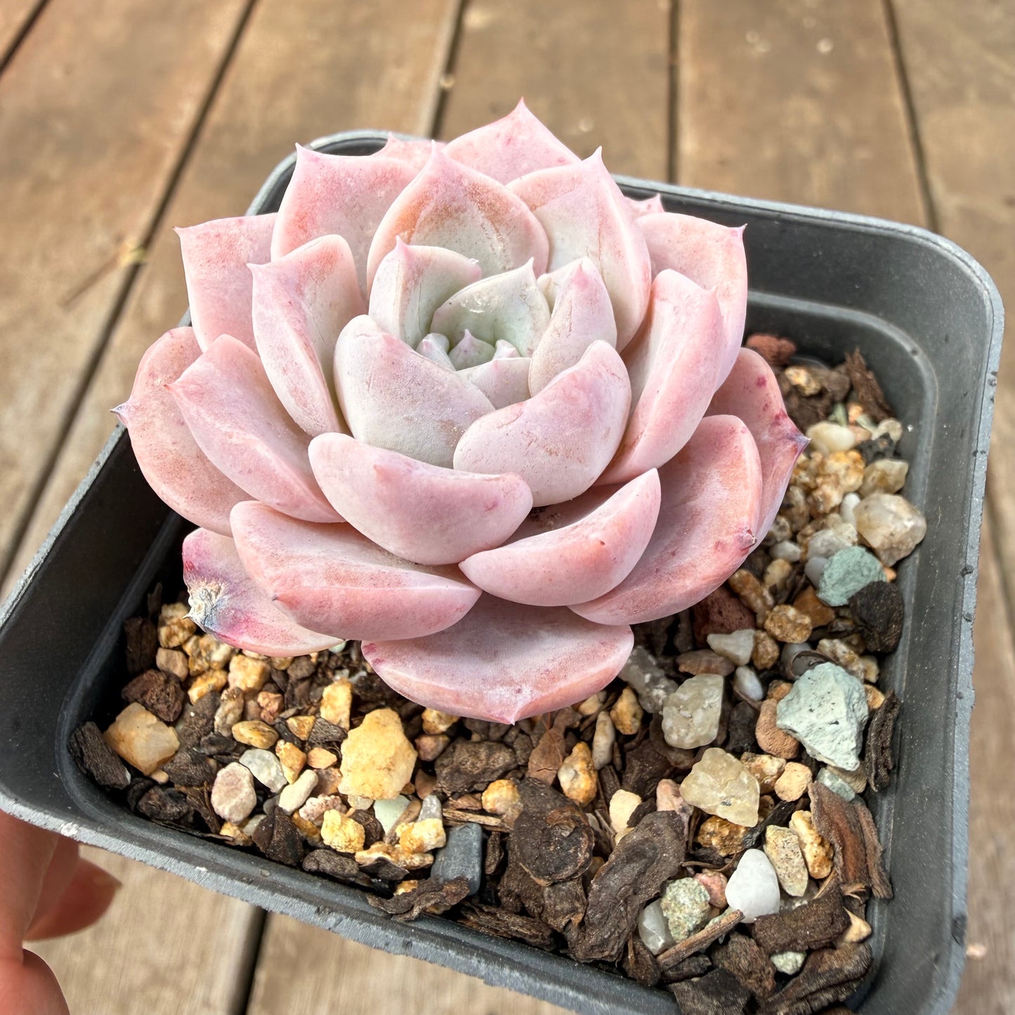 0710 Echeveria Pink Rose Sp.