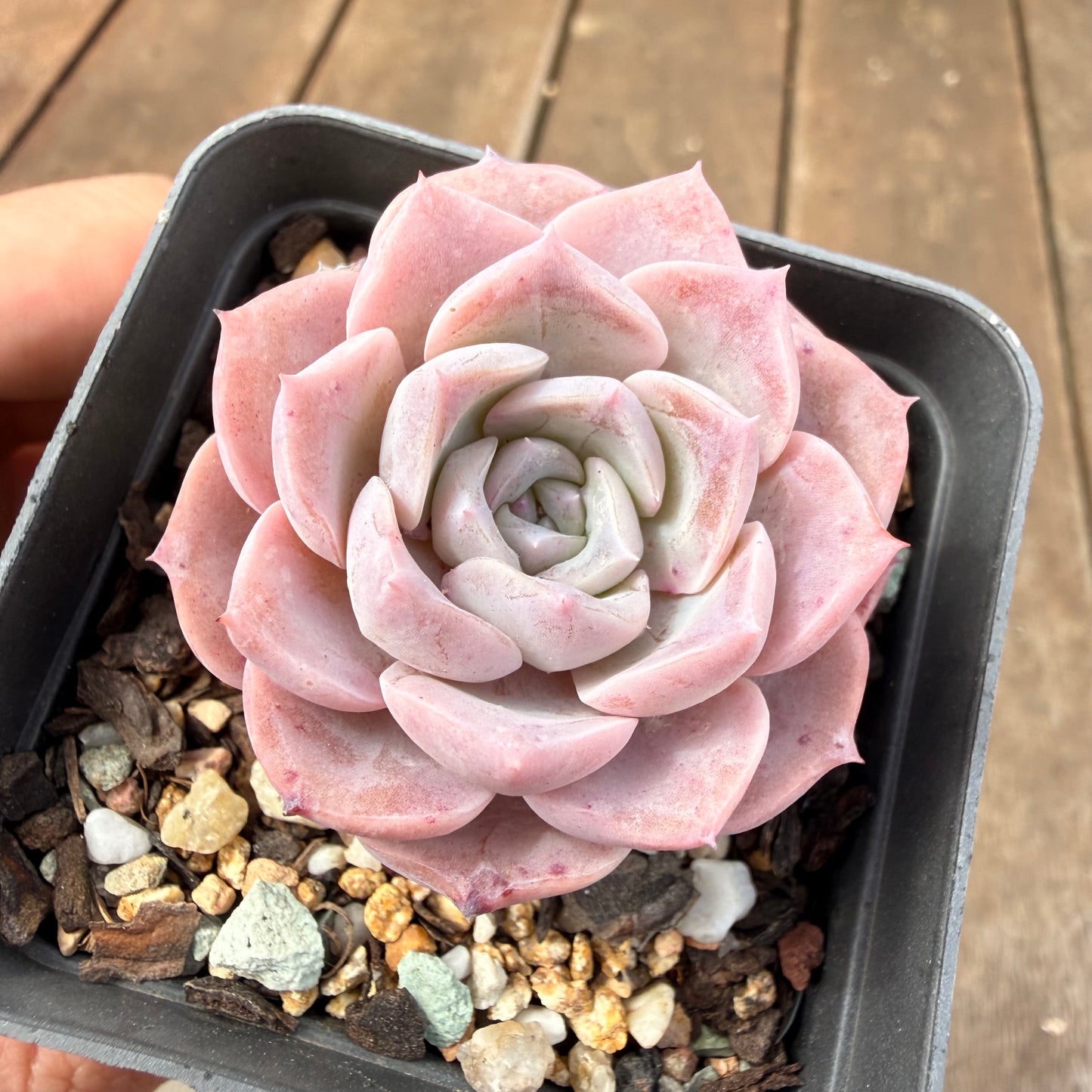 0710 Echeveria Pink Rose Sp.