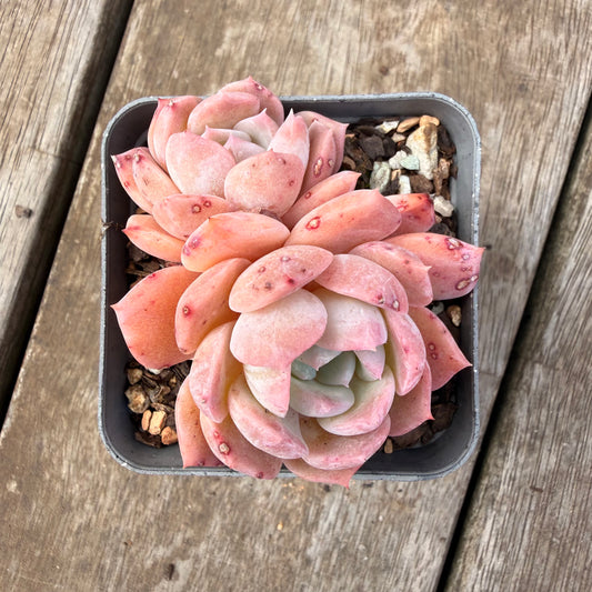 0710 Echeveria Pure Love