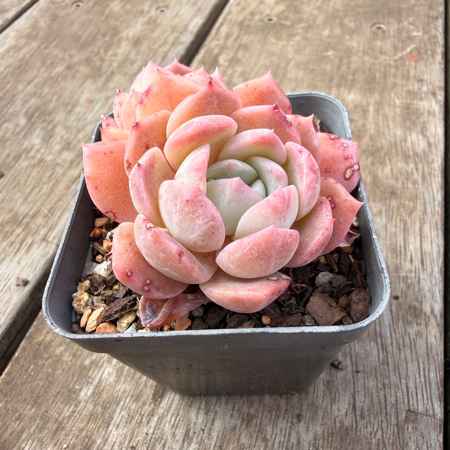 0710 Echeveria Pure Love