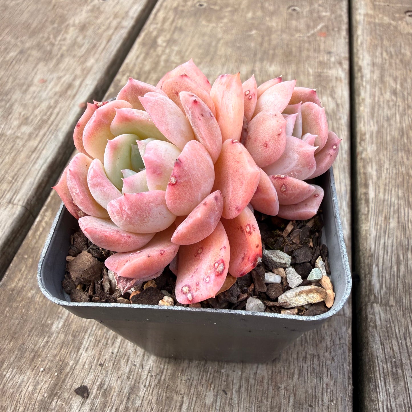 0710 Echeveria Pure Love