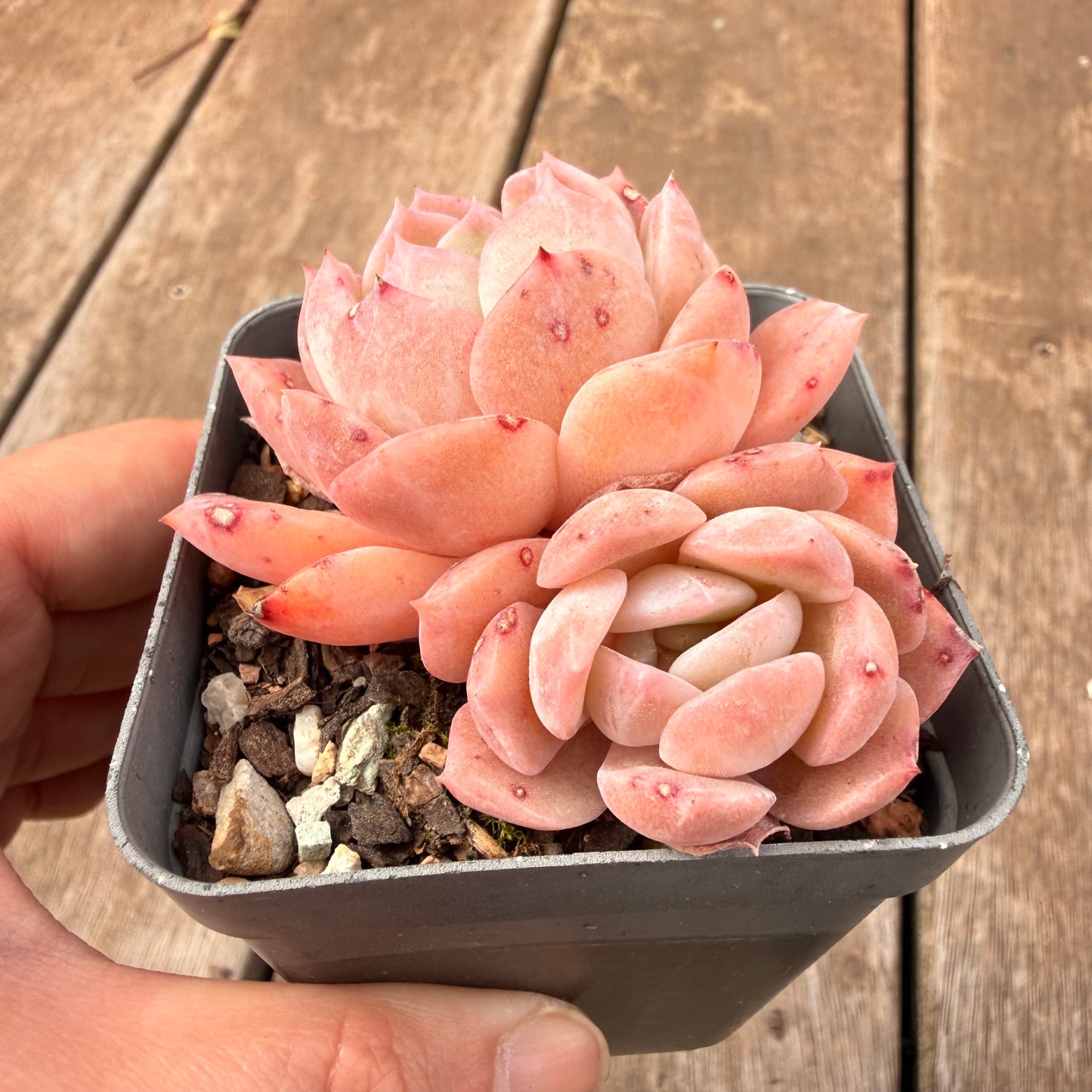 0710 Echeveria Pure Love