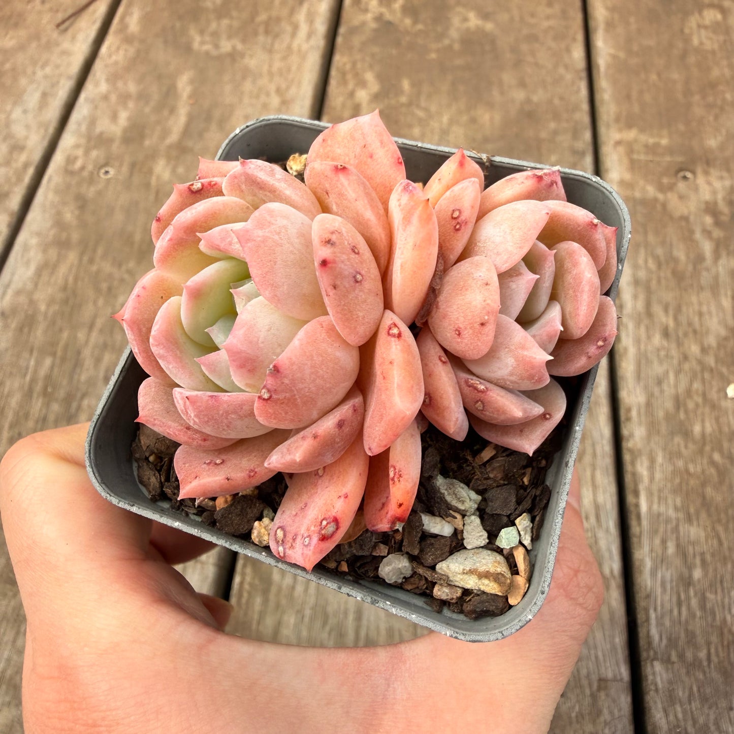 0710 Echeveria Pure Love