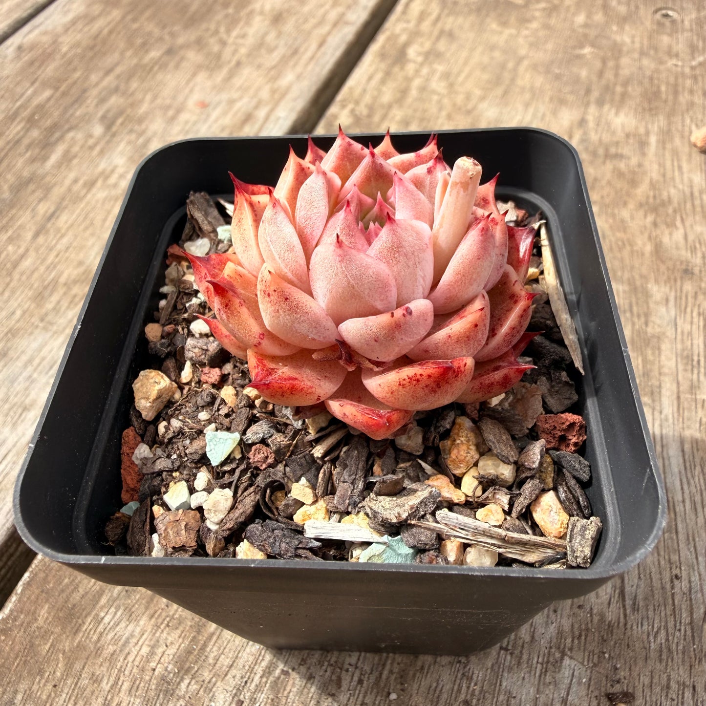 0710 Echeveria 'Queen Red'