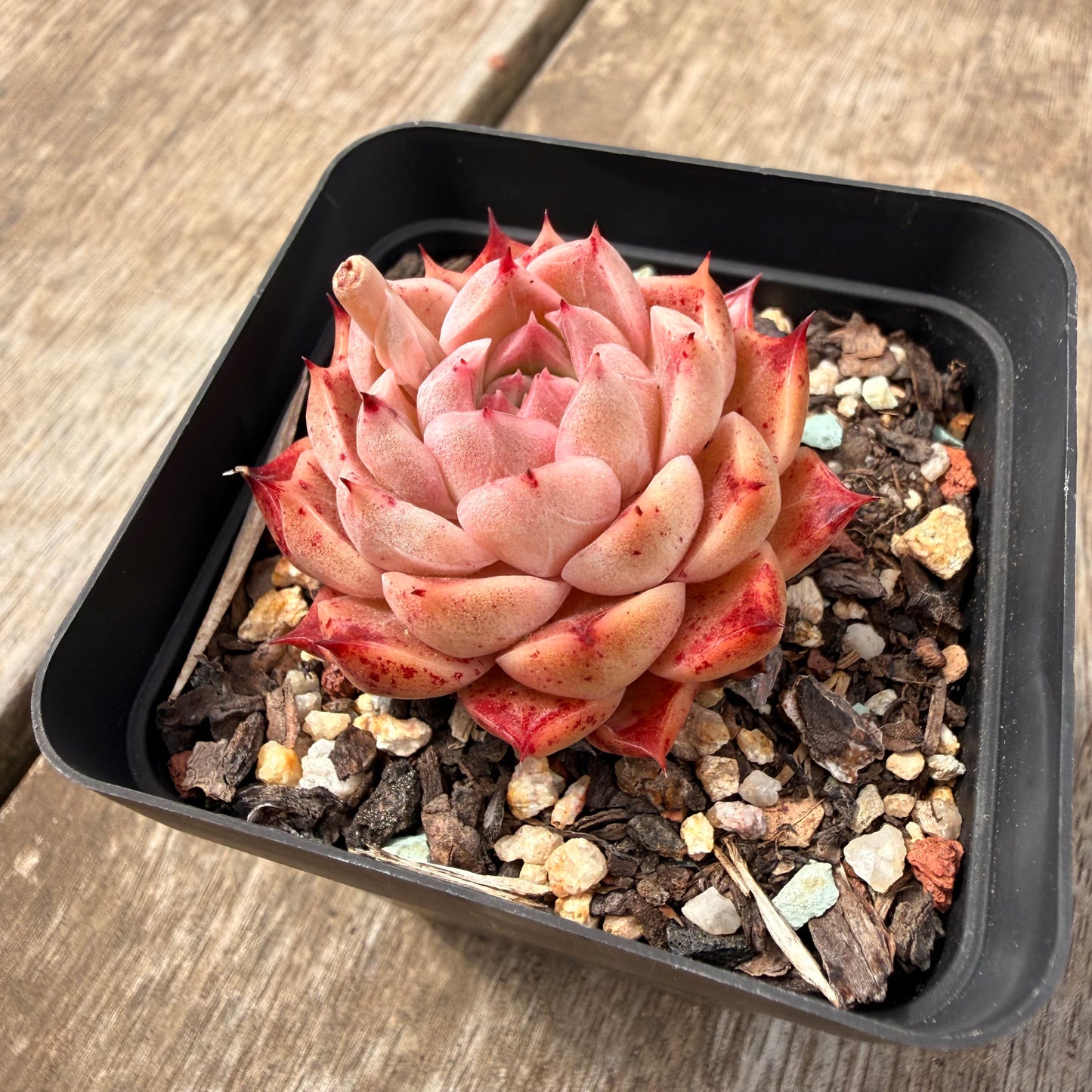 0710 Echeveria 'Queen Red'