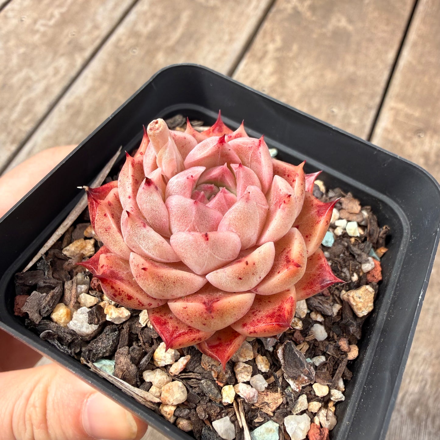 0710 Echeveria 'Queen Red'