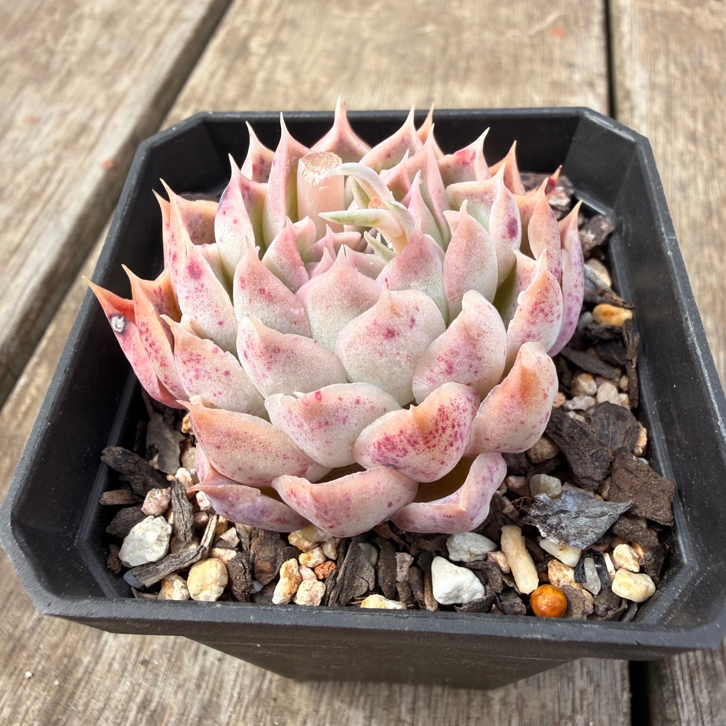 0710 Echeveria Simulans x Hyalina