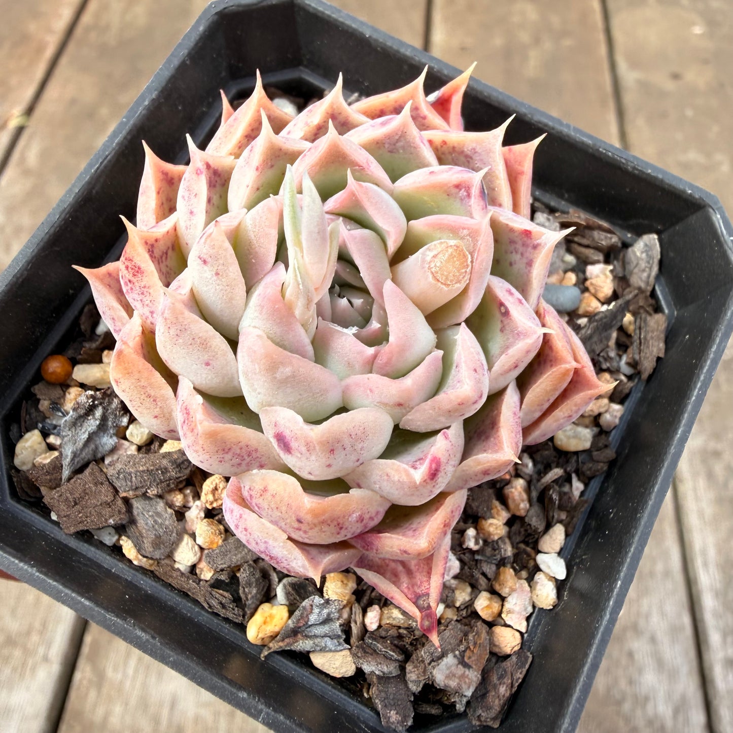 0710 Echeveria Simulans x Hyalina