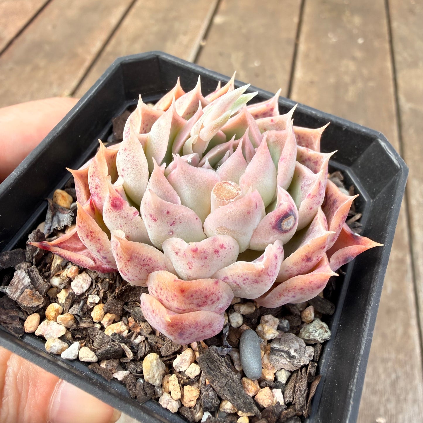 0710 Echeveria Simulans x Hyalina