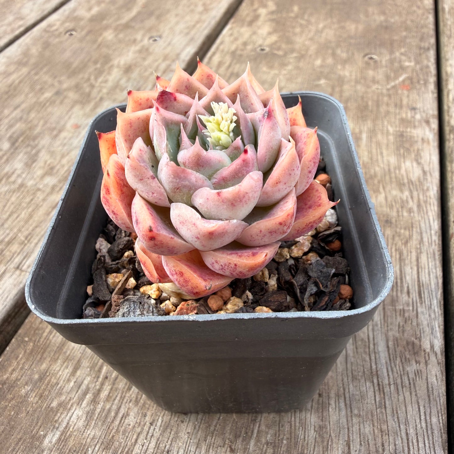 0710 Echeveria Strawberry Roll Sp.