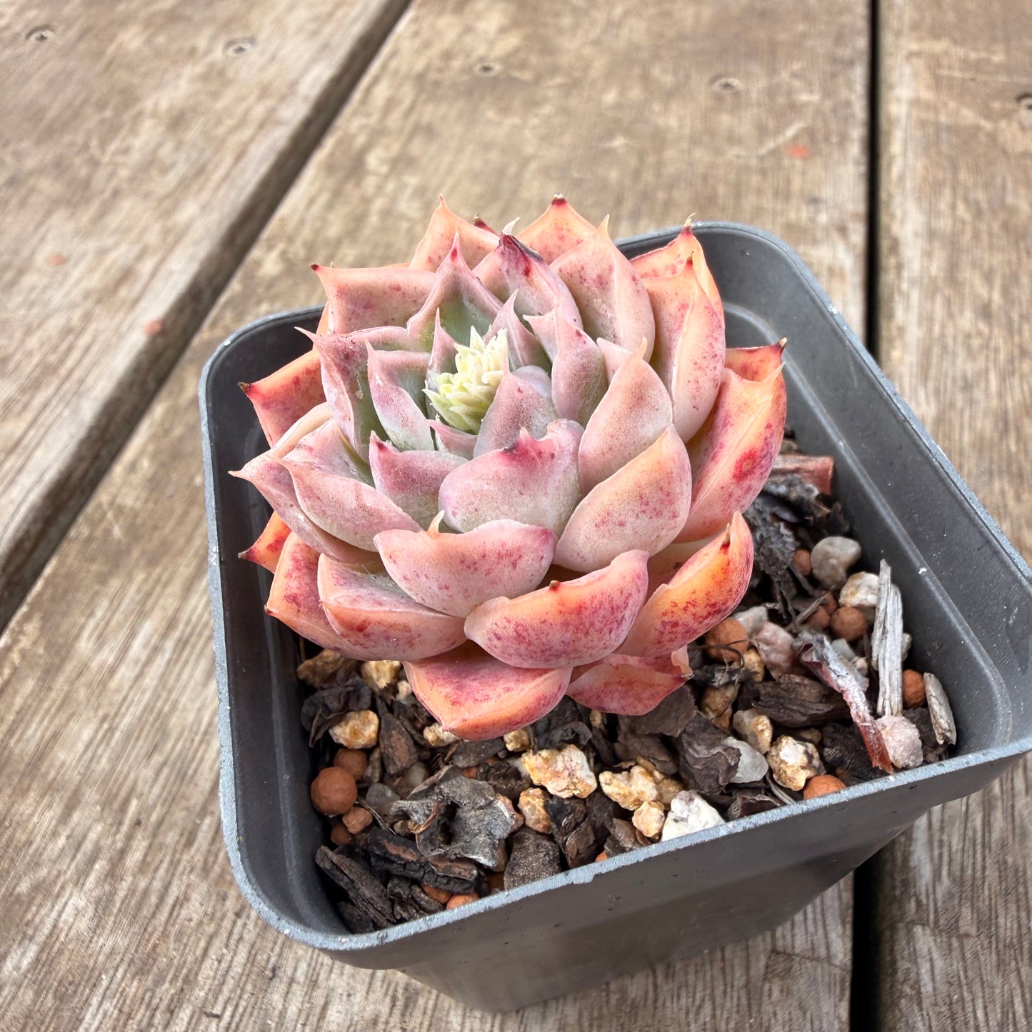 0710 Echeveria Strawberry Roll Sp.