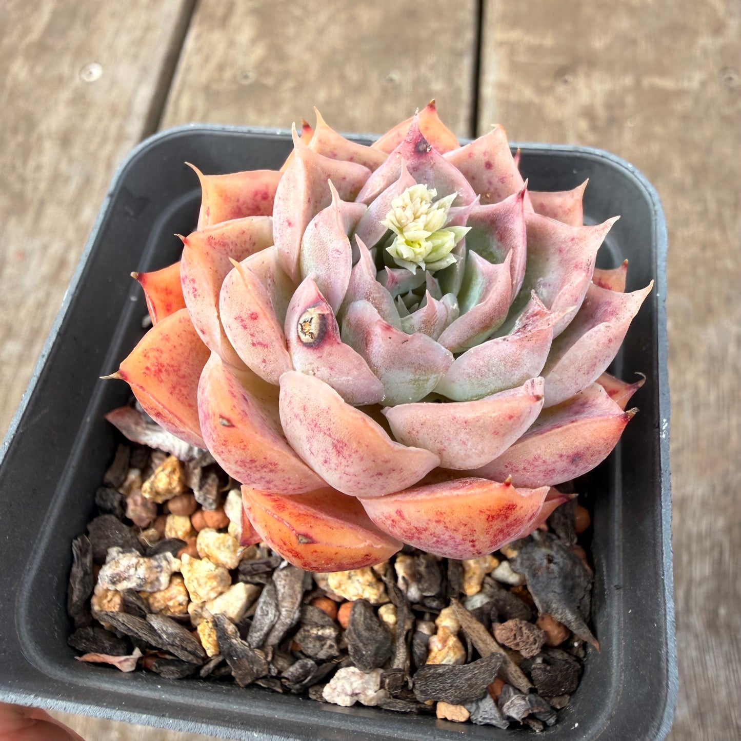 0710 Echeveria Strawberry Roll Sp.