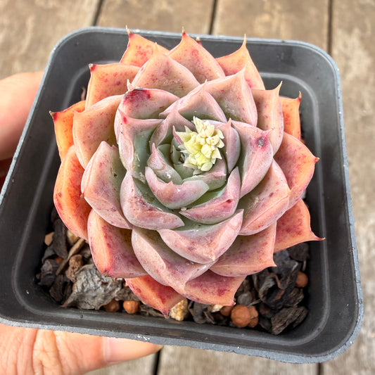0710 Echeveria Strawberry Roll Sp.