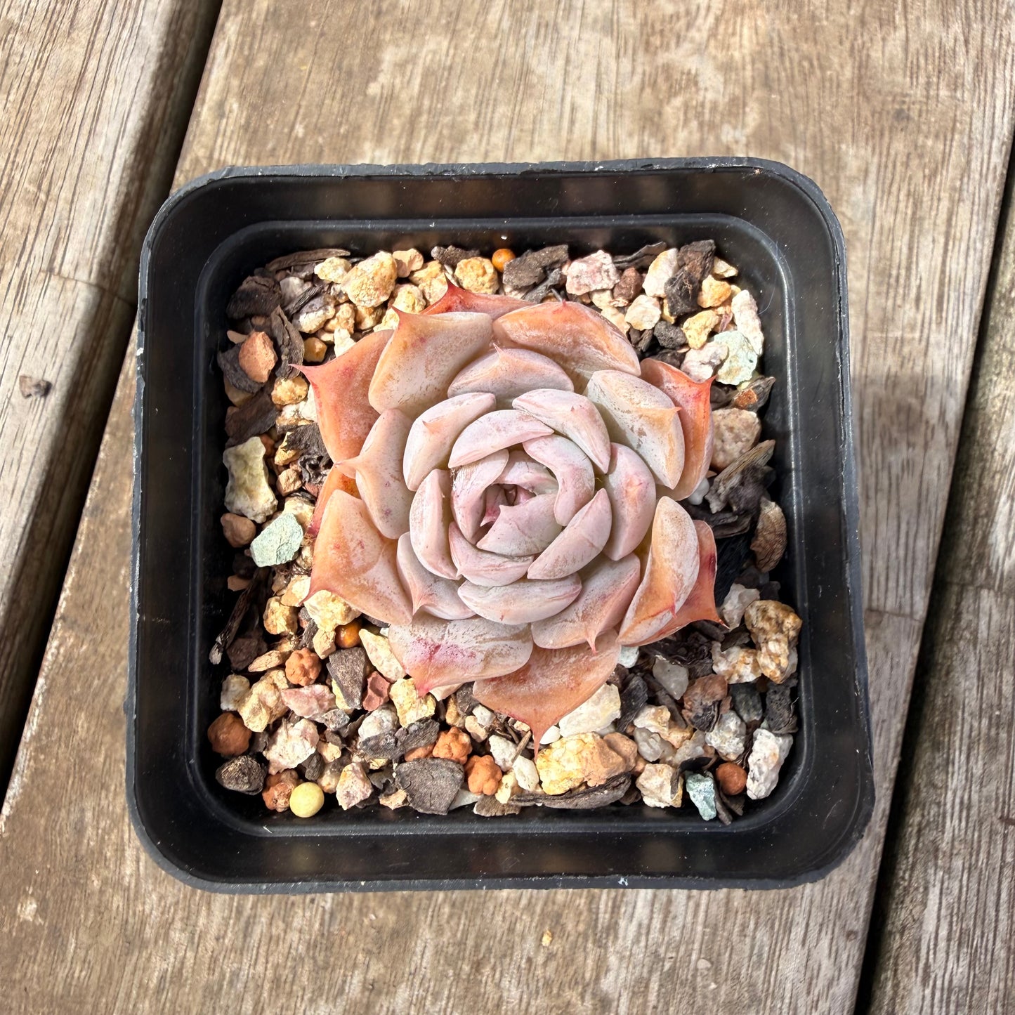0710 Echeveria 'Velora'