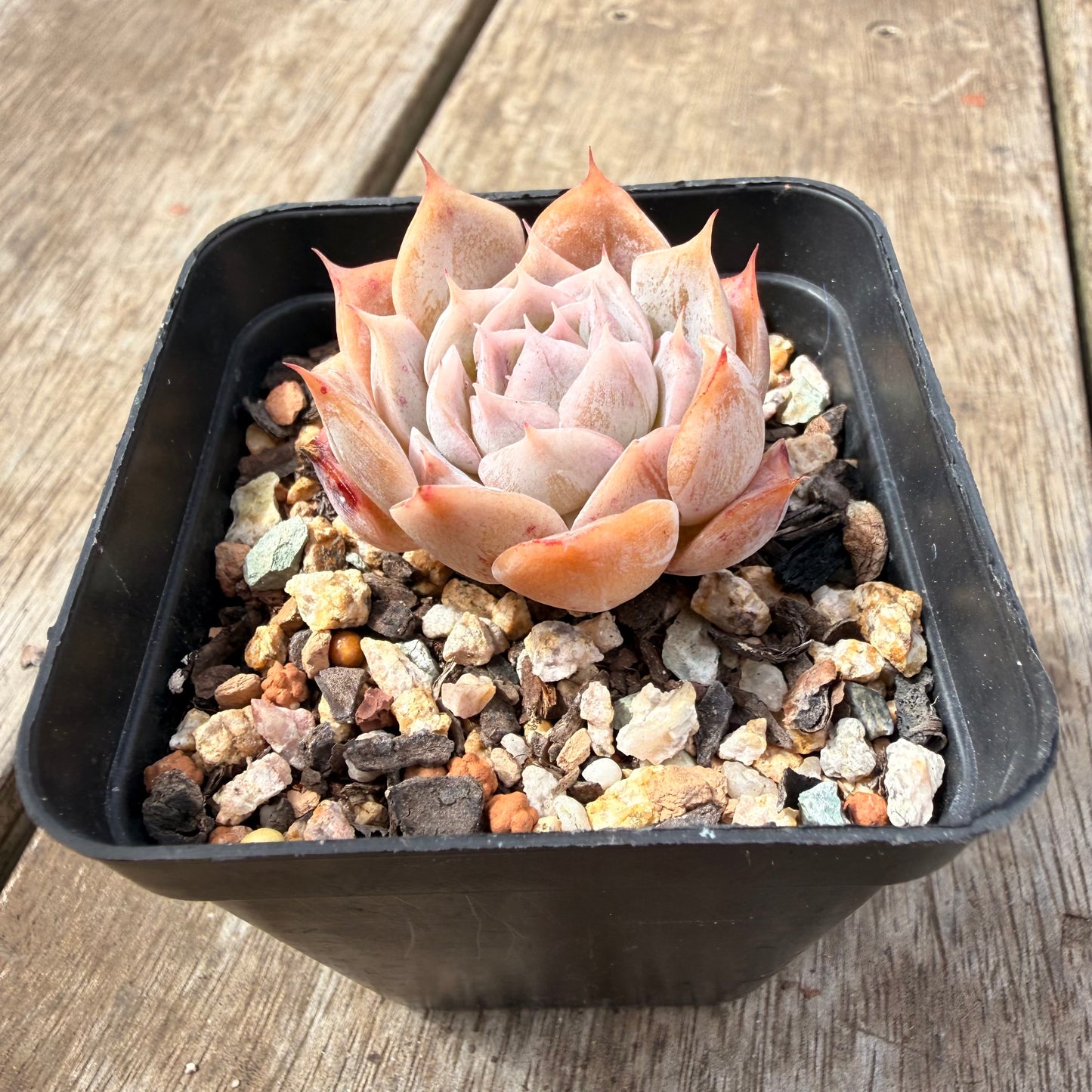 0710 Echeveria 'Velora'