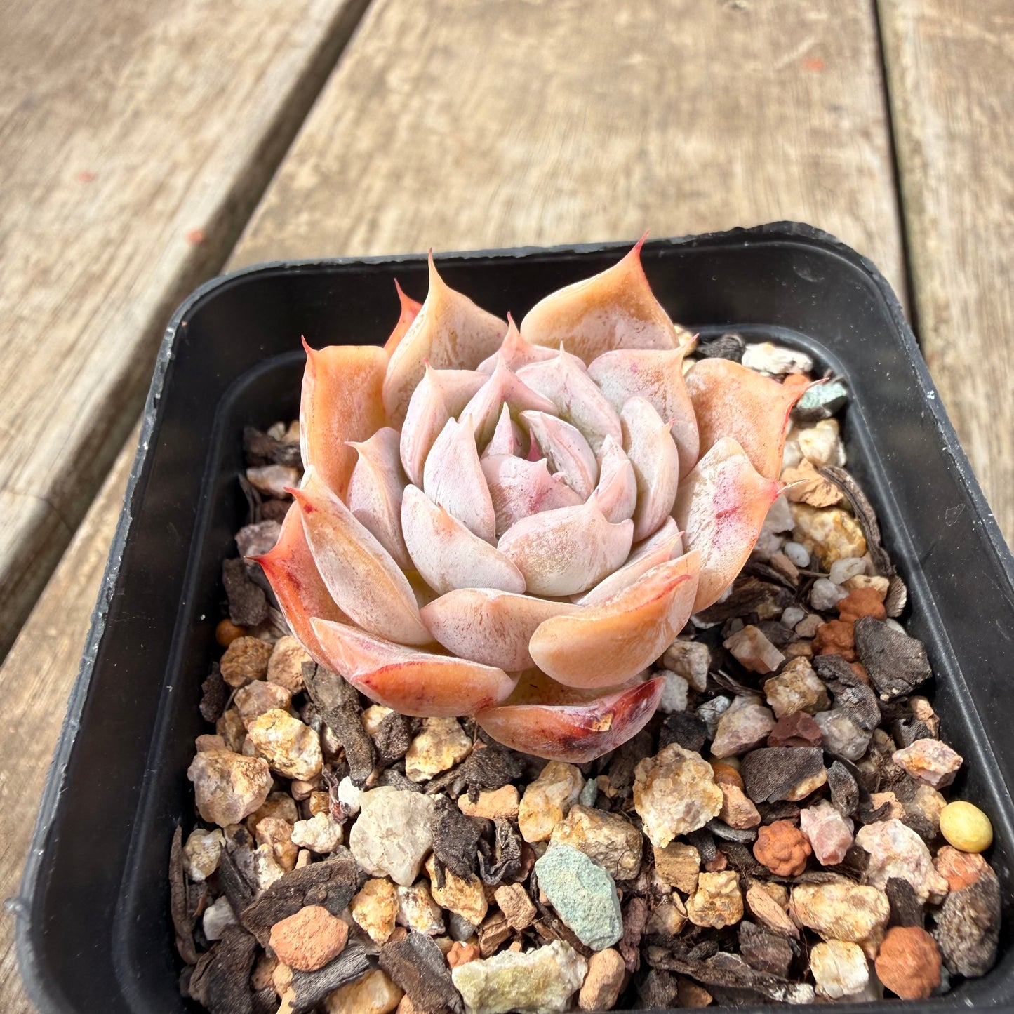 0710 Echeveria 'Velora'