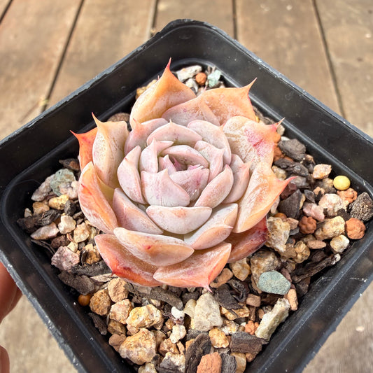 0710 Echeveria 'Velora'
