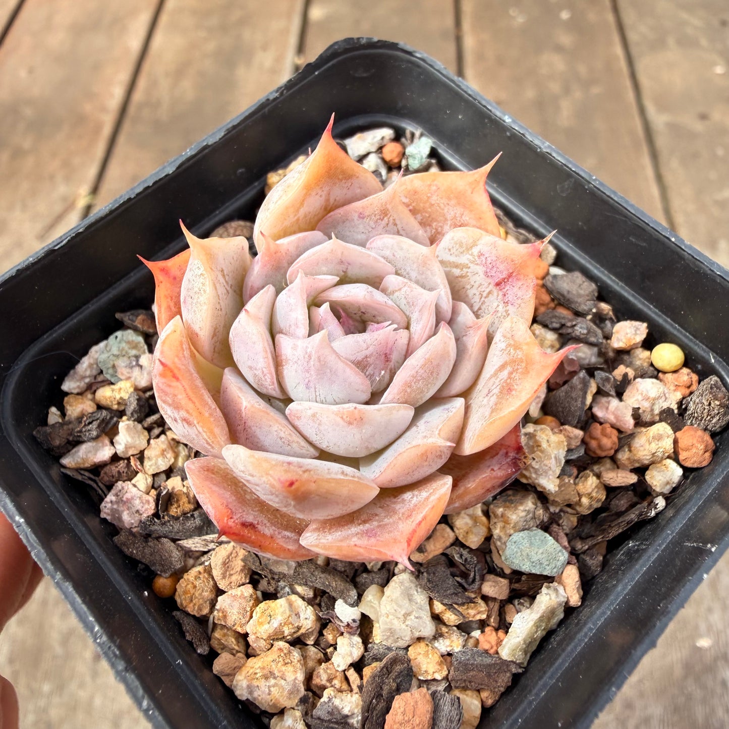 0710 Echeveria 'Velora'