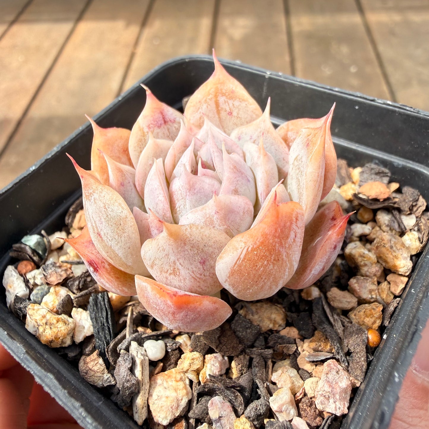 0710 Echeveria 'Velora'