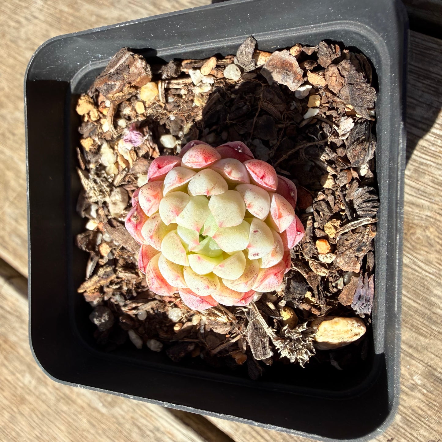 0710 Echeveria Vincent Catto